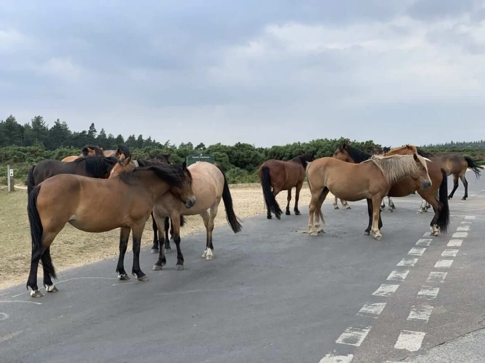 New Forest Traffic Jam