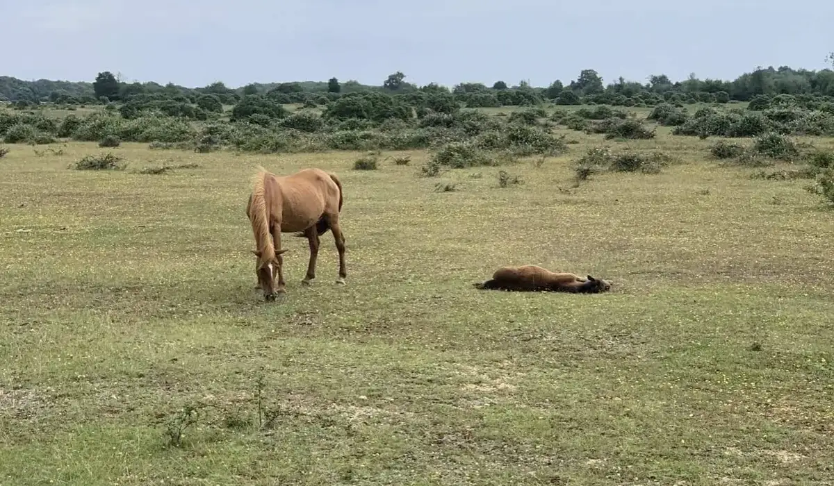 Open, flat New Forest heathland with grazing ponies - the clear line of sight where VHF radio performs at its best