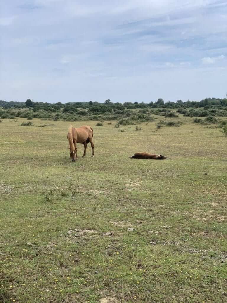 iPTT | Testing PTT in the New Forest